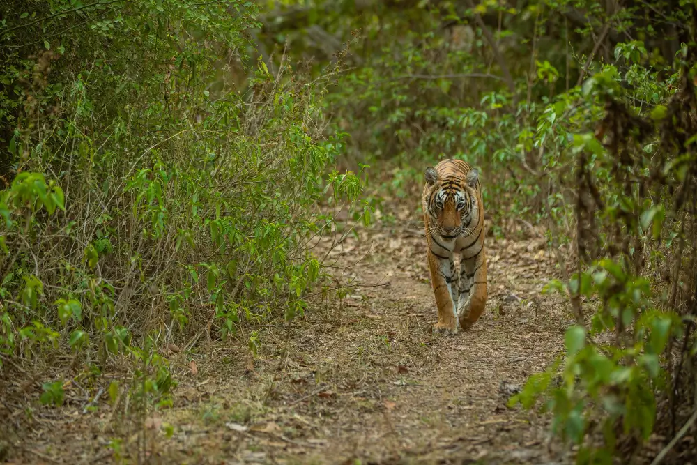 Jim Corbett National Park