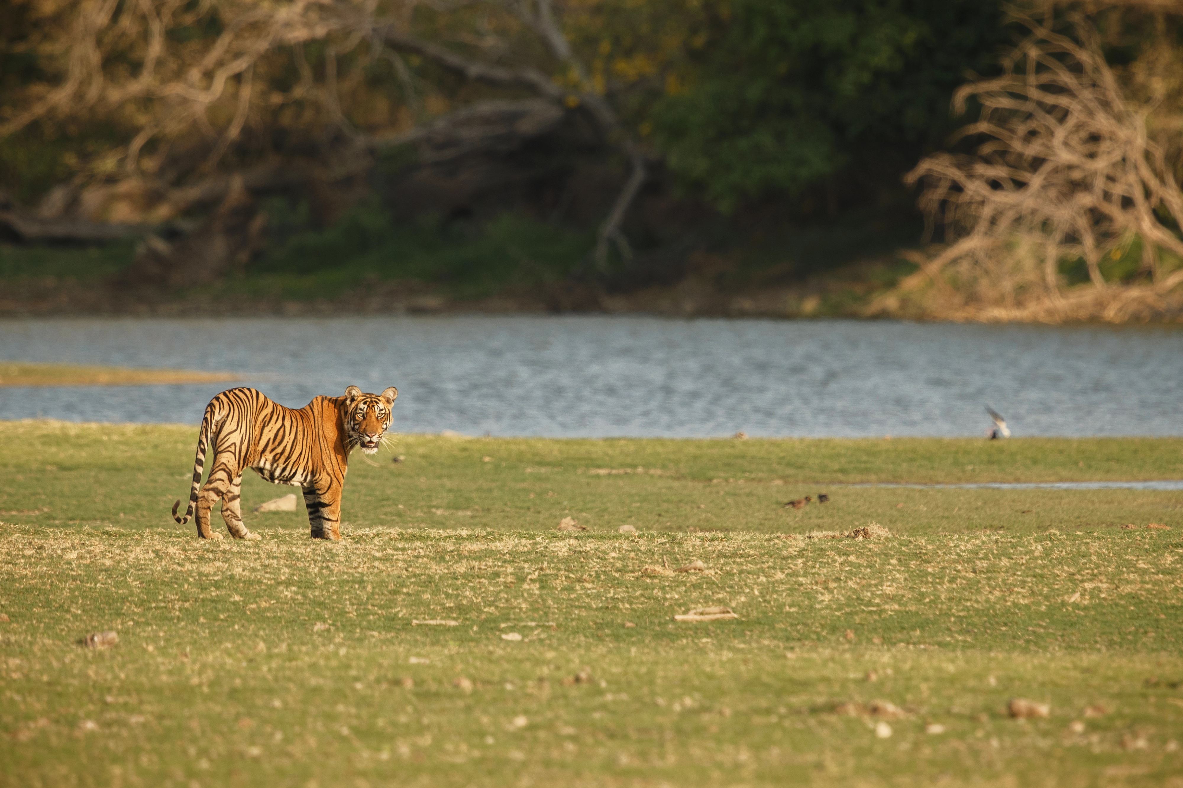 Jim Corbett Family Package
